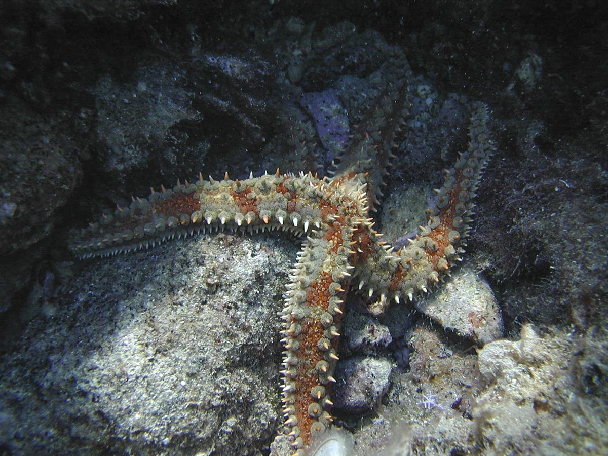 Marthasterias glacialis